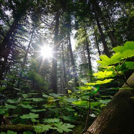 Urban Natural Areas Seminar