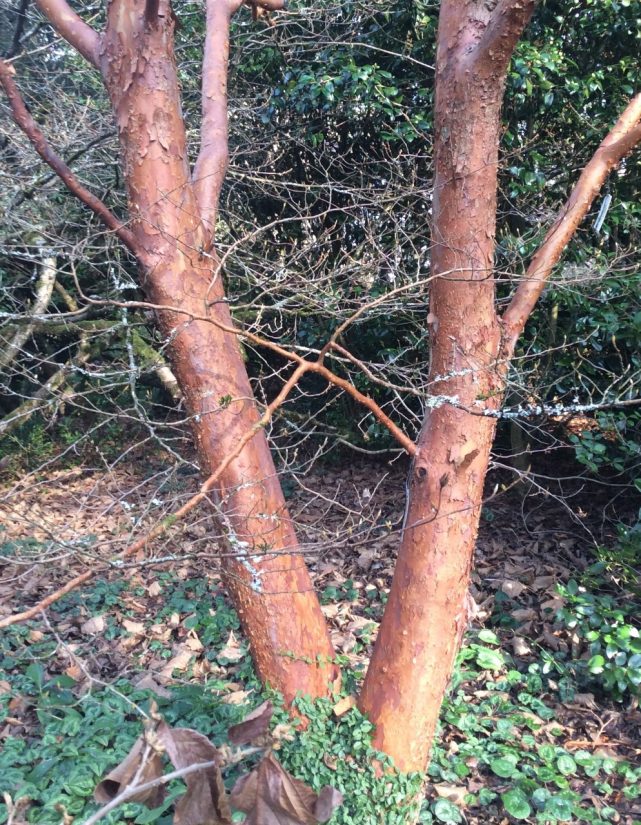 January 2020 Plant Profile Trees with Ornamental Bark