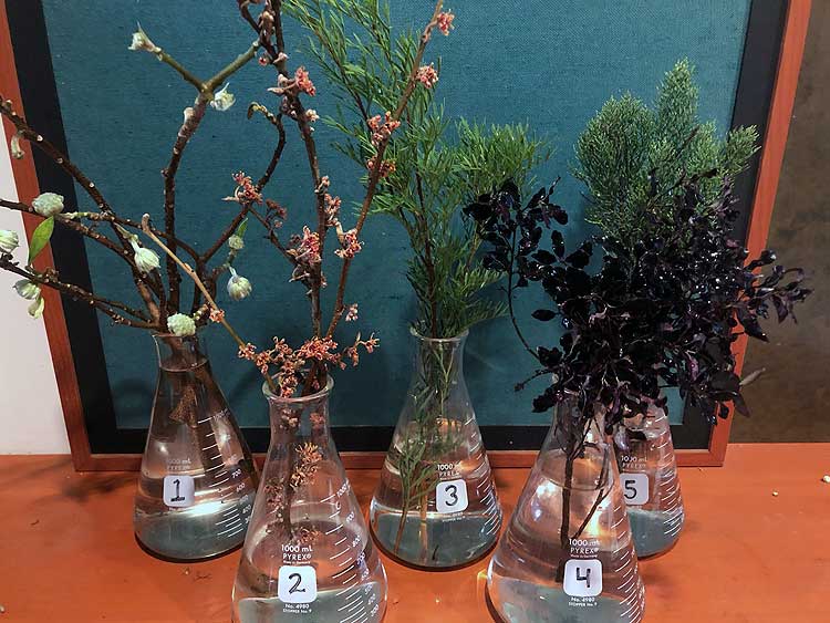 Selected cuttings from the Washington Park Arboretum, December 9 - 22, 2019