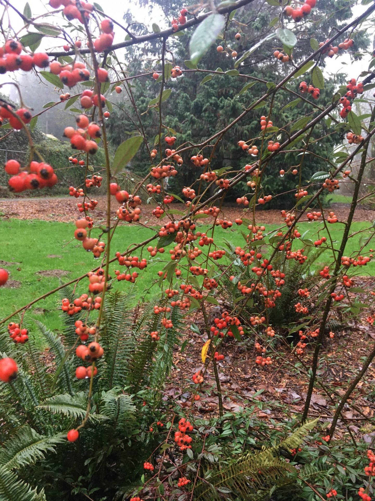 Close up of pomes Cotoneaster salicifolius
