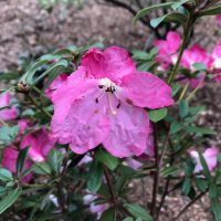 Rhododendon moupinense pink flower
