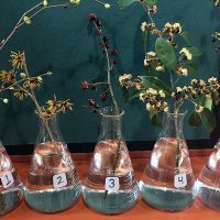 Selected cuttings from the Washington Park Arboretum, February 3 - 16, 2020