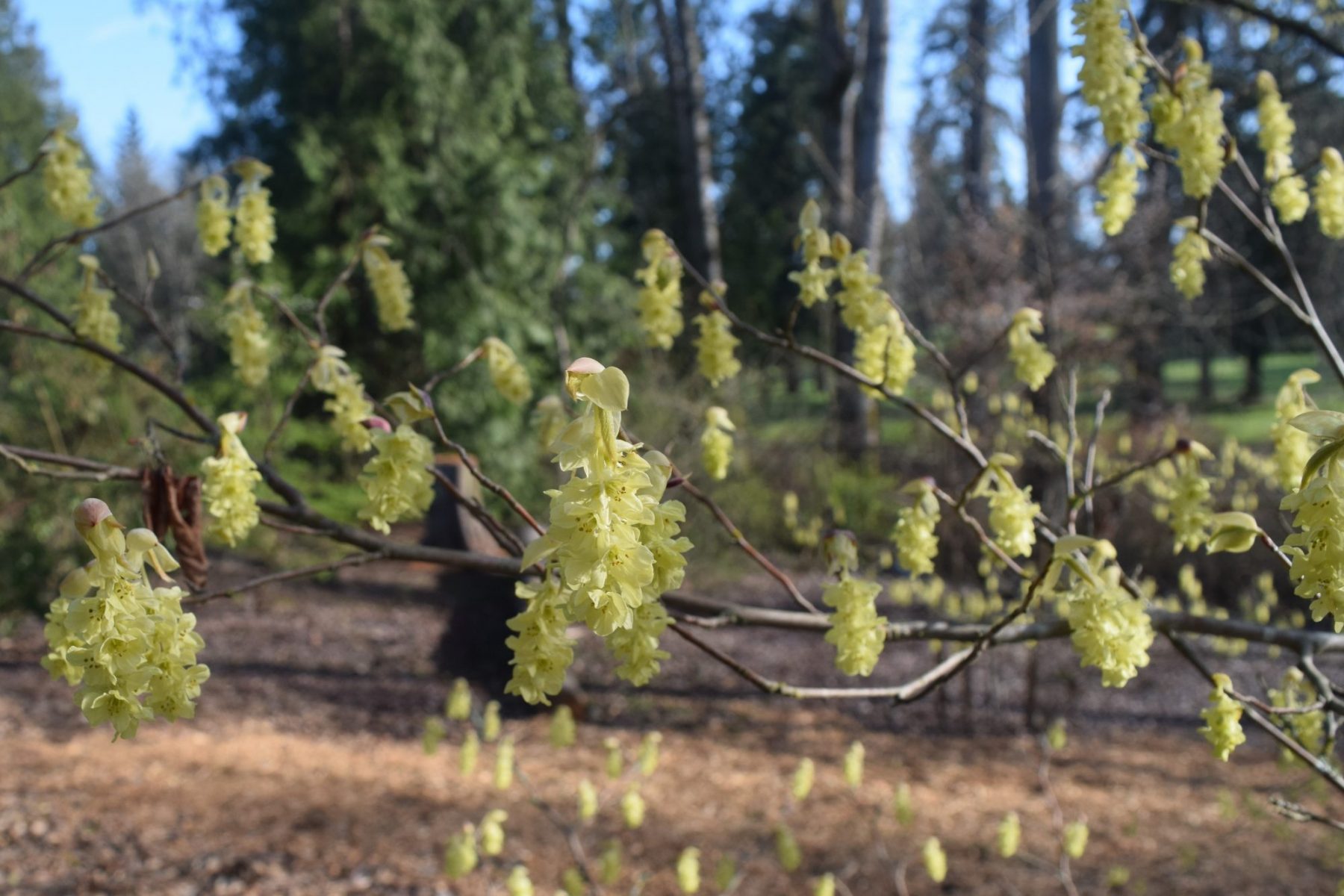 Photo of Chinese Winter Hazel