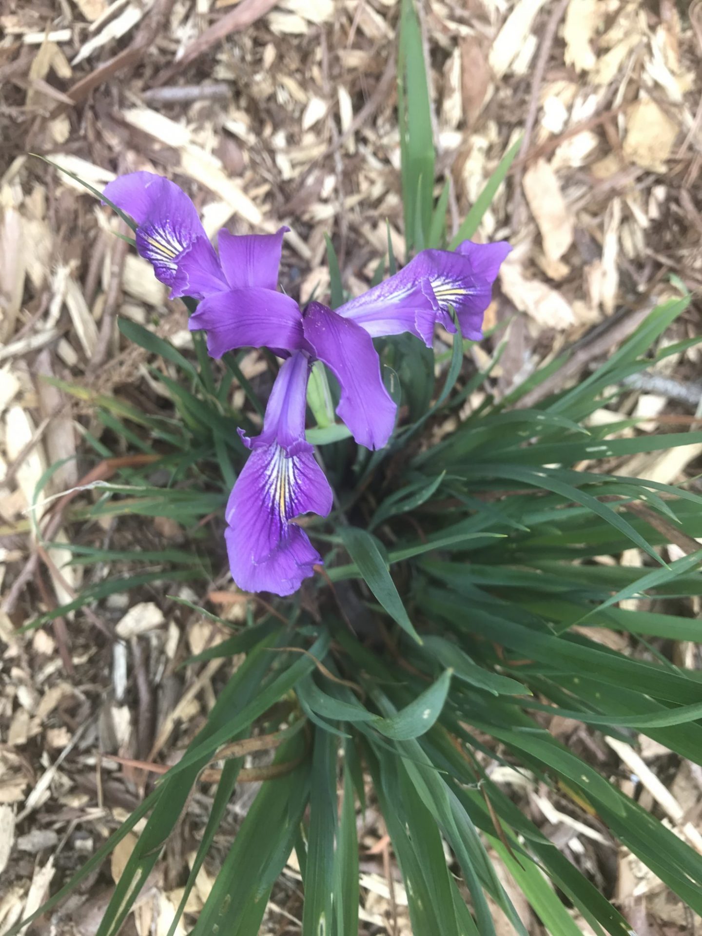 Photo of Oregon Iris