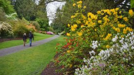 Azalea-Way-by-Niall-Dunne-1