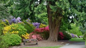 Azalea-Way-by-Niall-Dunne-4