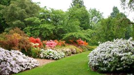 Azalea-Way-by-Niall-Dunne-5