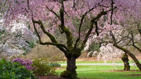Azalea-Way-by-Niall-Dunne-8