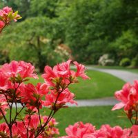 Azalea-by-Niall-Dunne-2