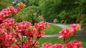 Azalea-by-Niall-Dunne-2