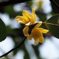 magnolia ernestii