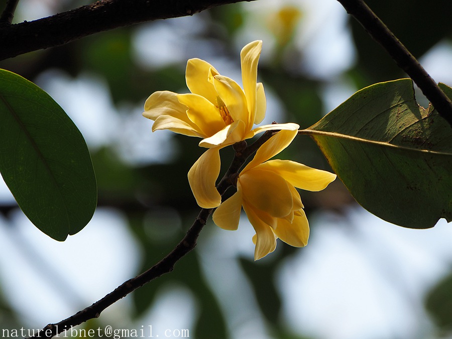 magnolia ernestii