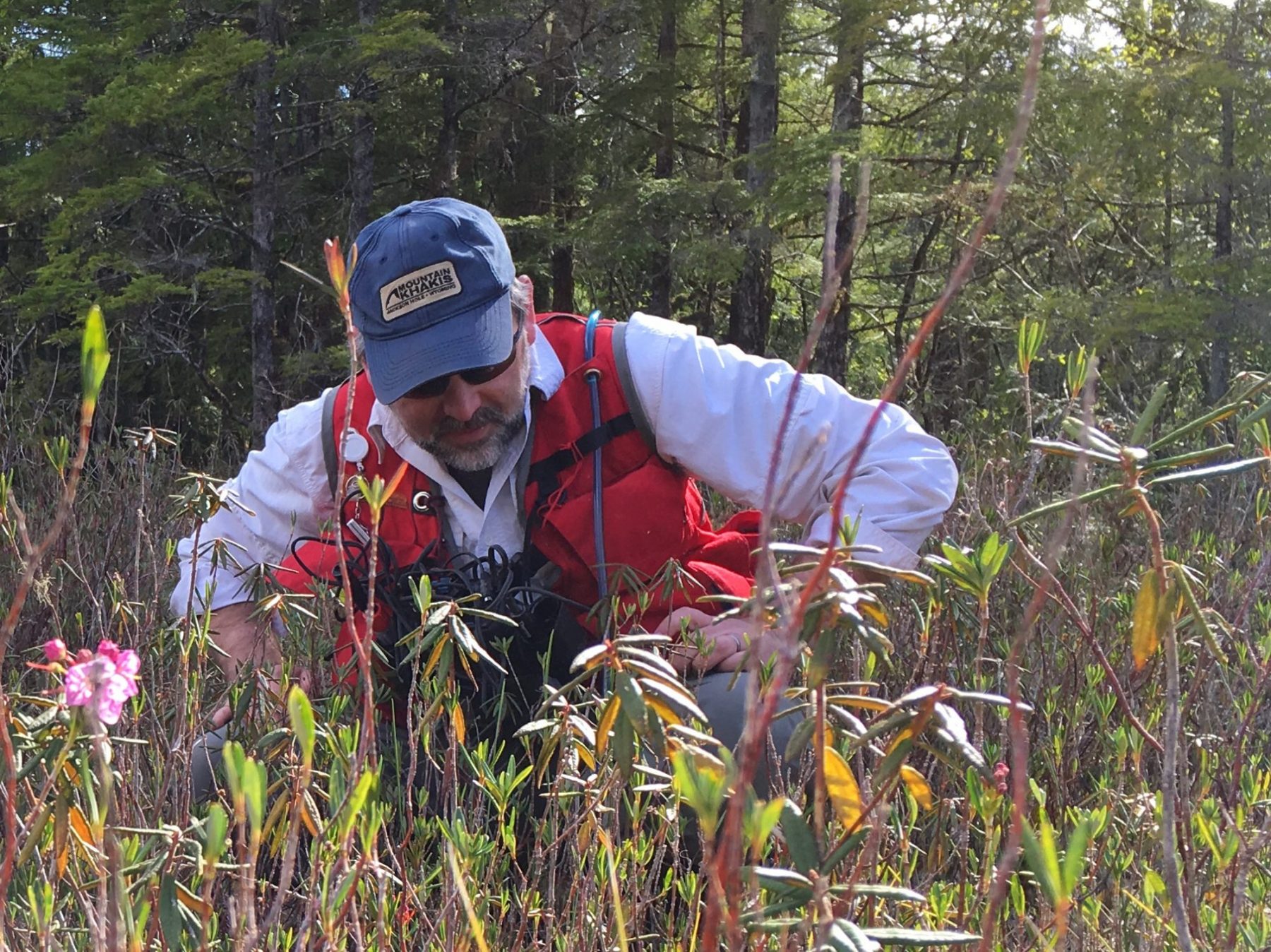 Man in blue hat and red vest crouching to look at plants in a field