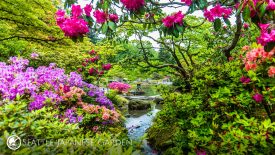SJG-Colorful+Azaleas