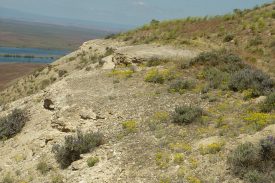 View of White Bluffs and the habitat of White Bluffs bladder-pod with yellow flowers and bluffs that are sliding down the hill.