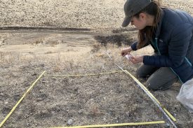 Woman wearing a grey hat working in the field, sowing seeds in a square meter plot.