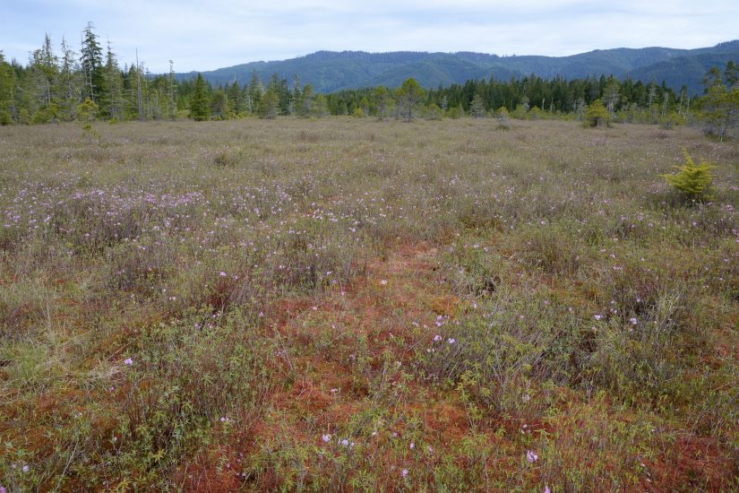 Crowberry Bog plateau with Kalmia microphylla blooming with pink flowers
