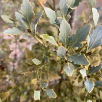 blue green leaf-like branches