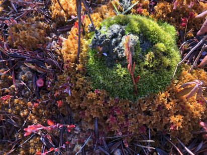 Dung moss growing on dung in a peatland bog