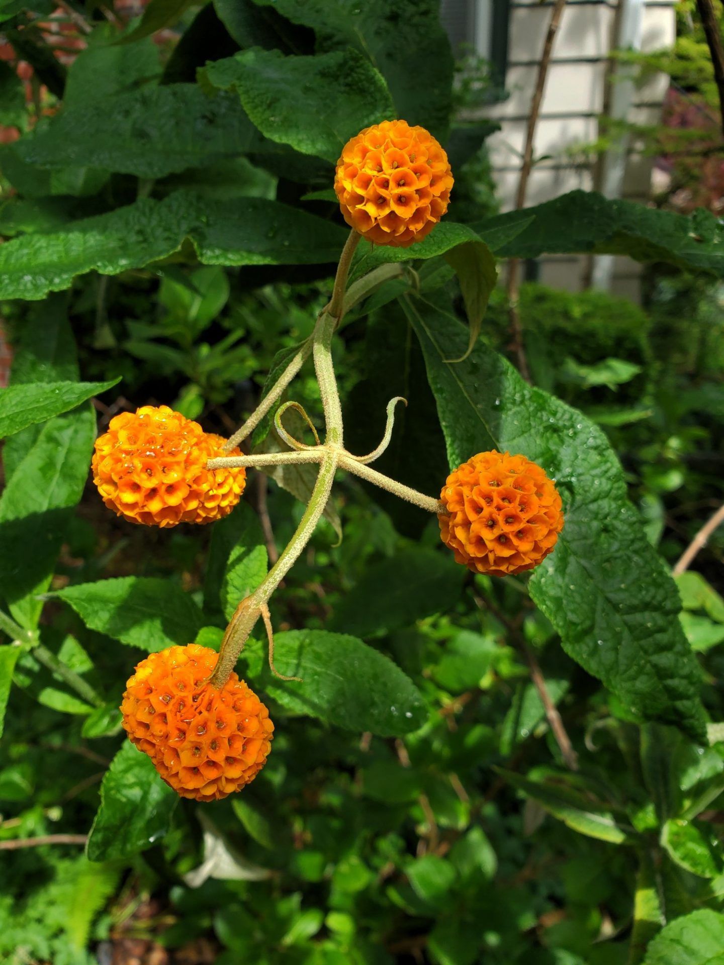 Photo of Orange Ball Buddleja