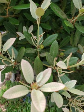 Photo of Dwarf Tanbark Oak