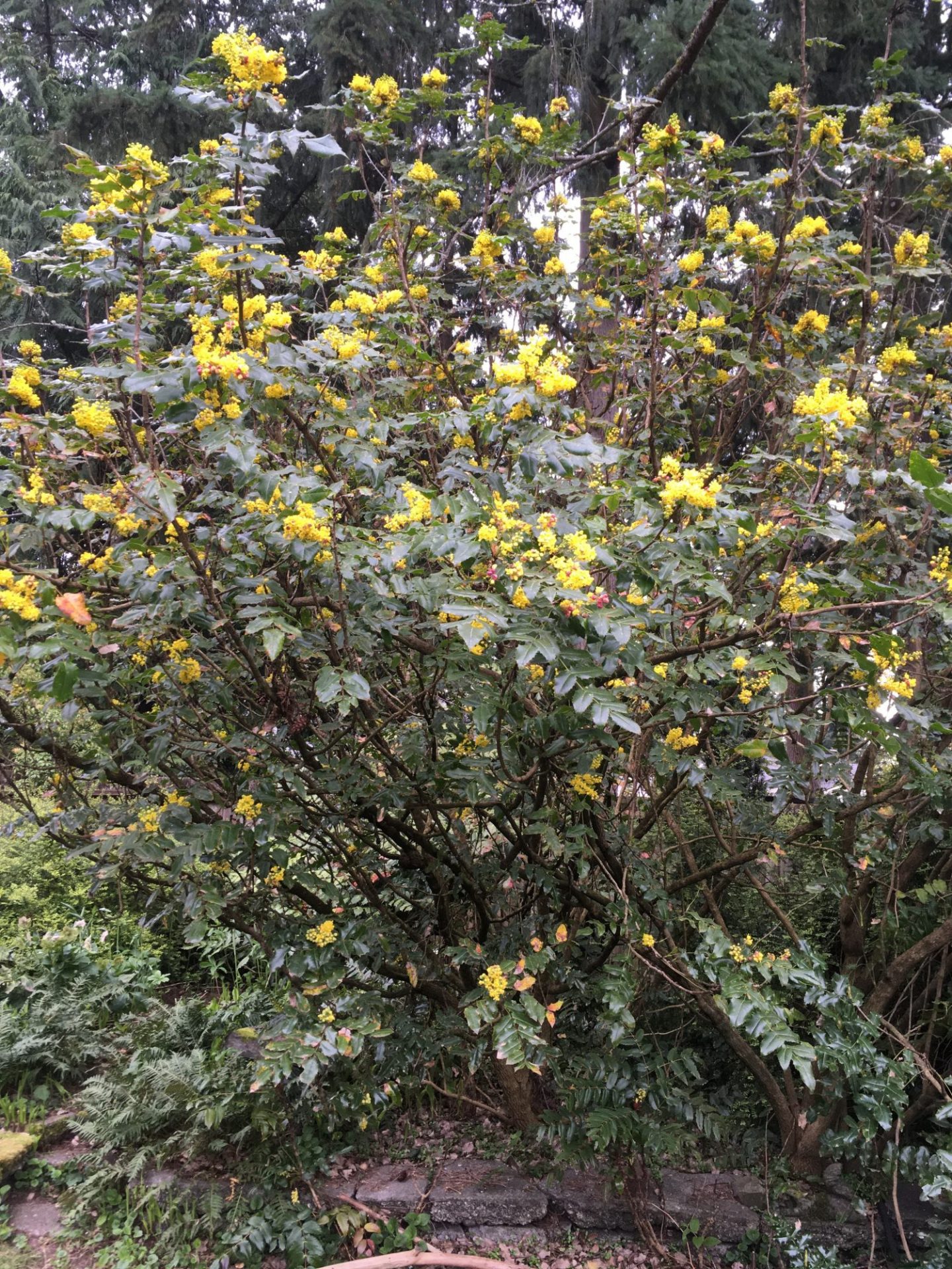 Photo of Tall Oregon Grape