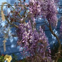 close up of wisteria