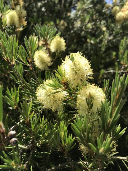 Photo of Callistemon pityoides (Mt. Kosciuszko form)