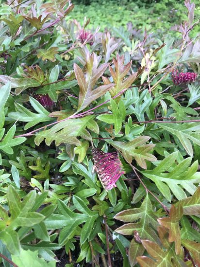 Photo of Grevillea x gaudichaudii