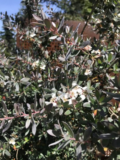 Photo of Mountain Tea-Tree