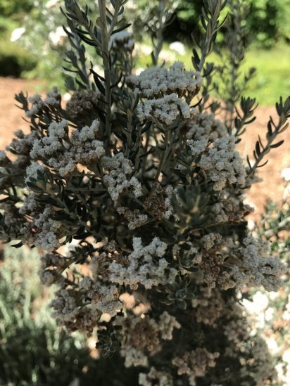 Photo of Ozothamnus rosmarinifolius ‘Silver Jubilee’