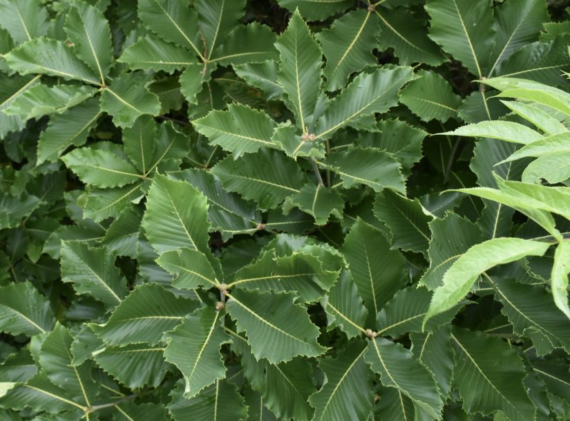 green leaves