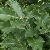 green leaves