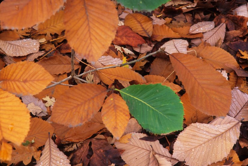 fallen leaves with fall color and one green leaf