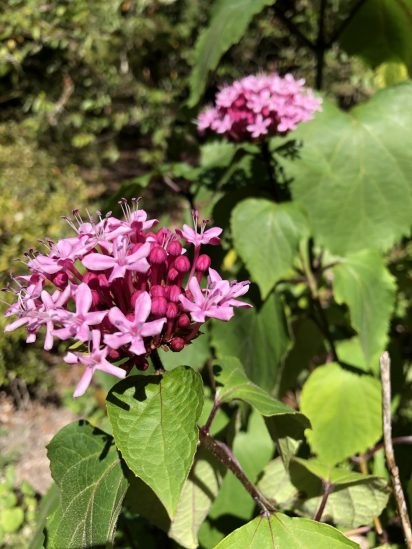 Photo of Rose Glory Bower