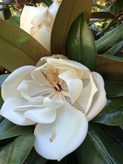 Photo of Southern Magnolia