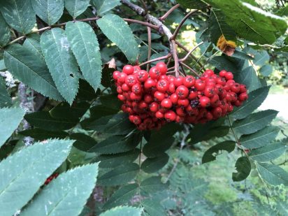 Photo of Mountain Ash