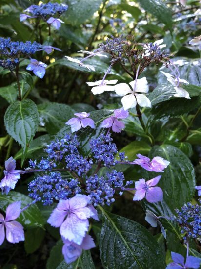 Photo of Blue Bird Hydrangea