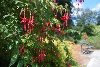 Photo of Hardy Fuchsia