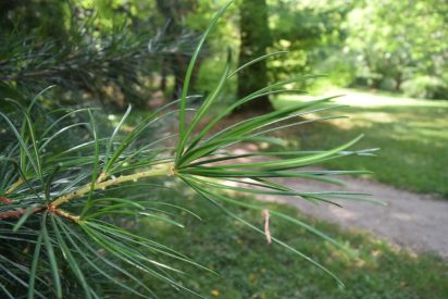 Photo of Umbrella Pine