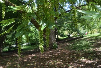 Photo of Chinese Wingnut