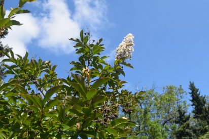 Photo of Natchez Crepe Myrtle