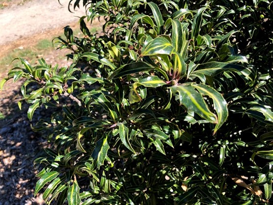 Photo of Narrowleaf English Holly