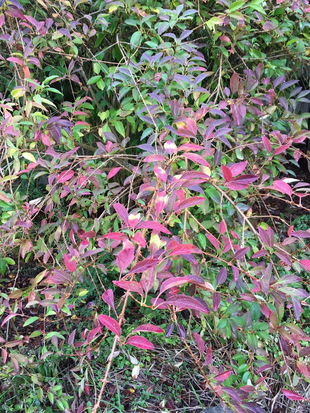 Photo of Forsythia or Easter Tree