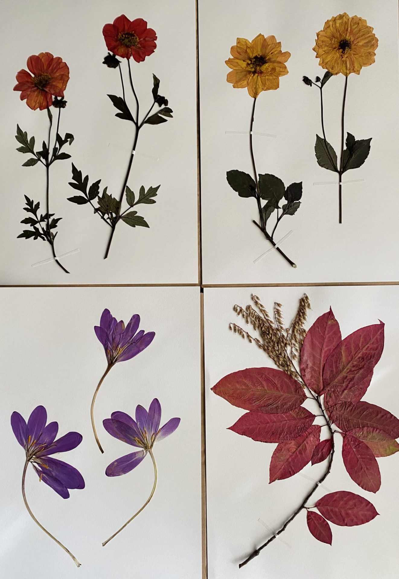 Support the Hyde Herbarium University of Washington Botanic Gardens