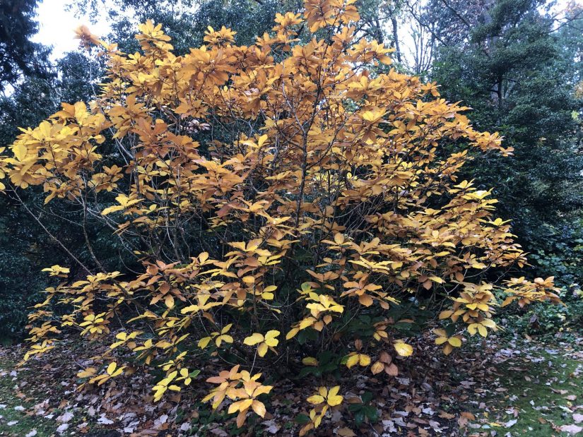 a shrubby quercus pontica in fall color with golden yellow leaves