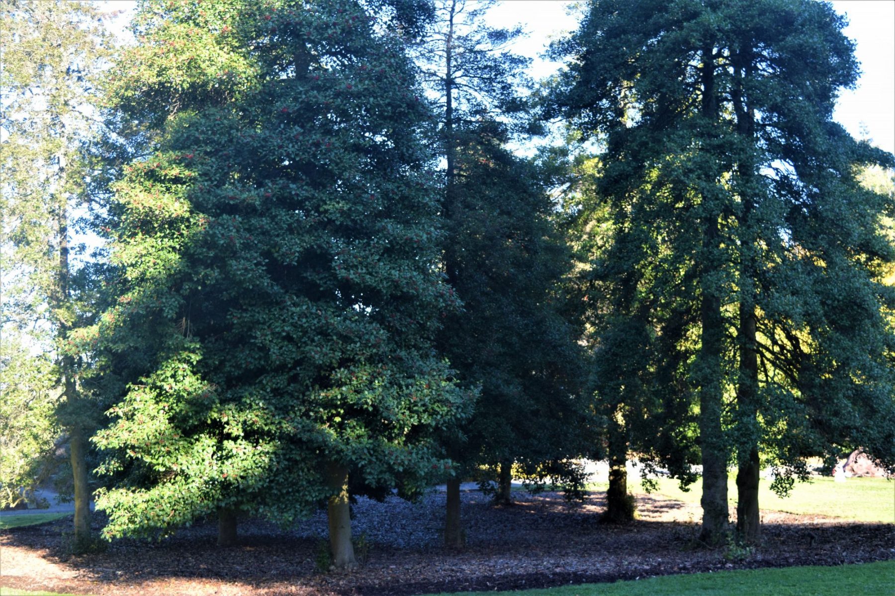 Photo of Ilex opaca, American Holly grove