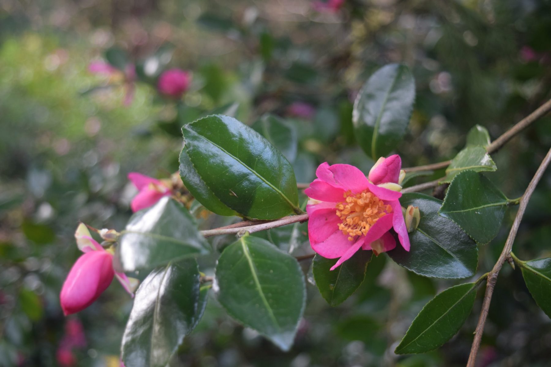 Photo of Briar Rose Camellia