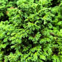 Photo of Dwarf Sawara Cypress