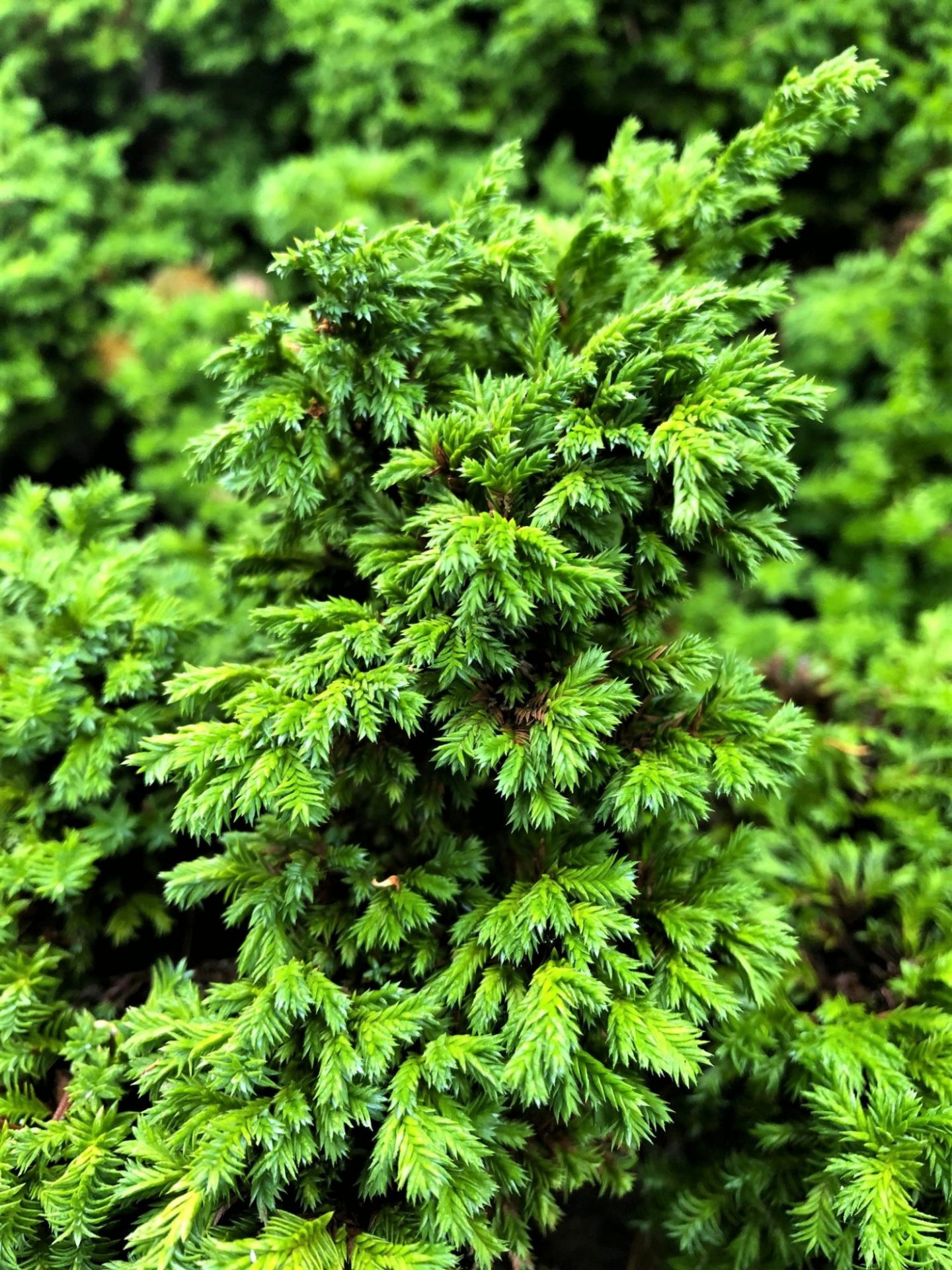 Photo of Dwarf Sawara Cypress